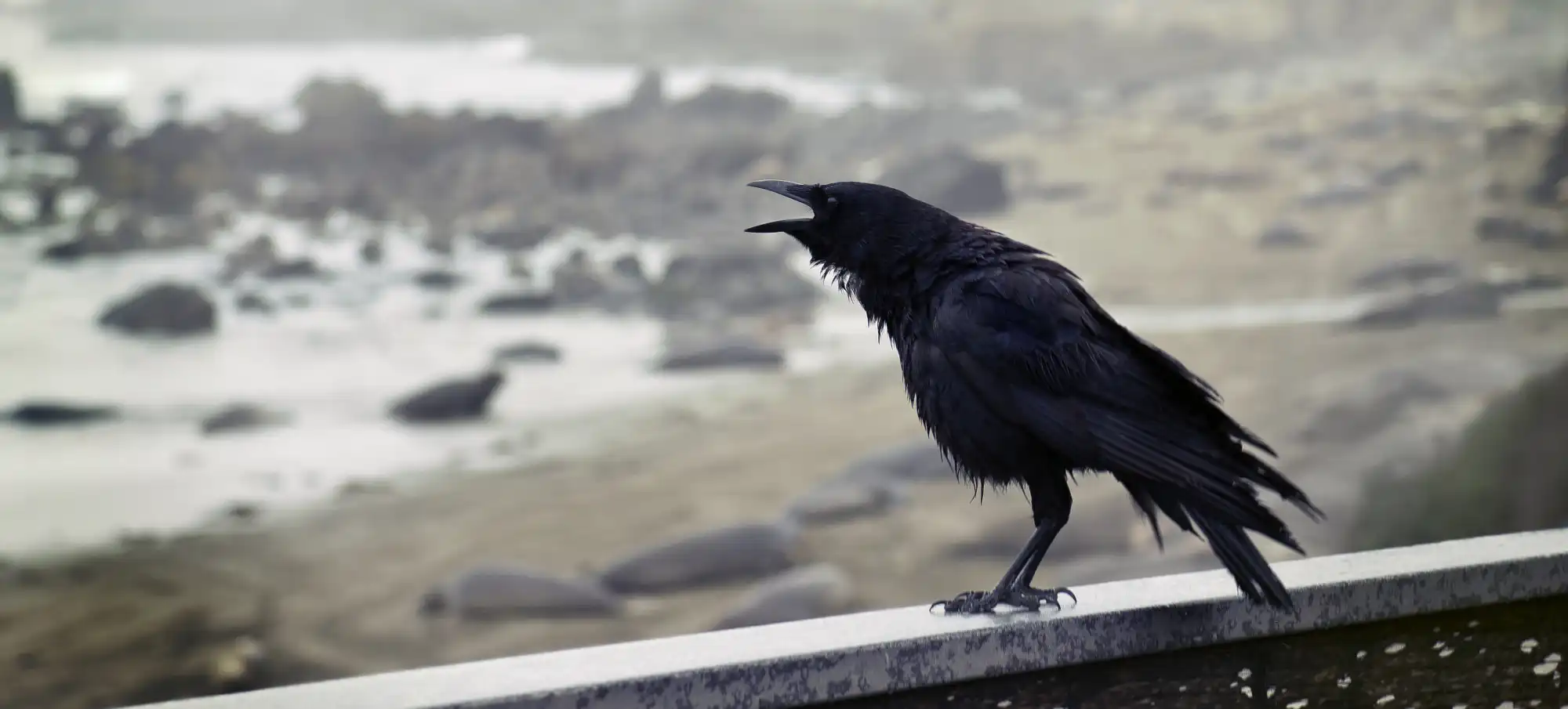 Black raven calling beside a misty rocky shoreline