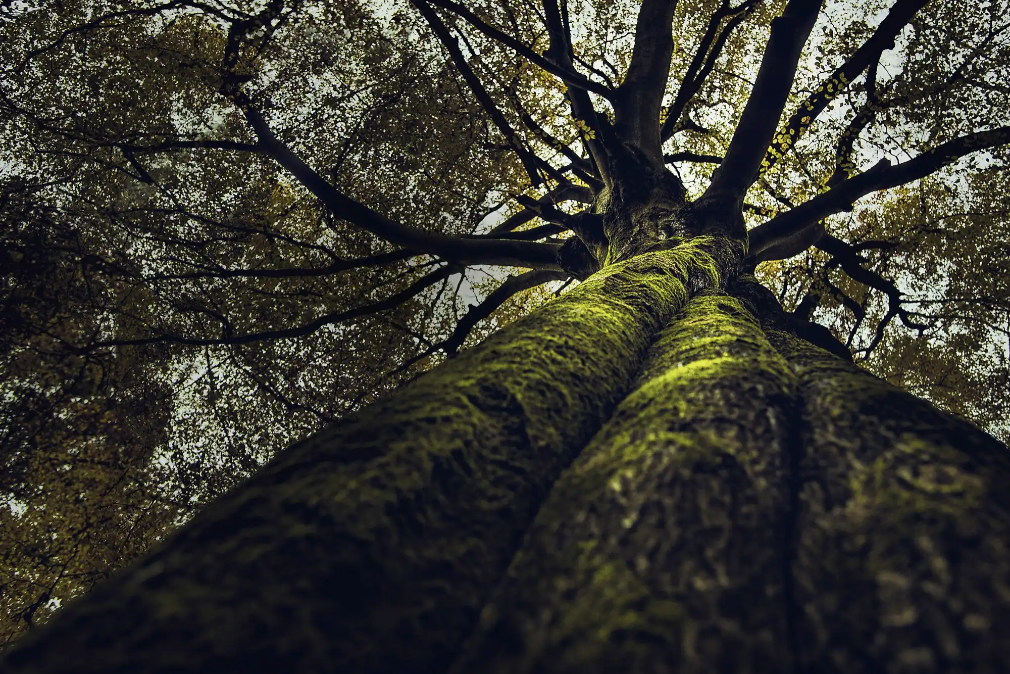 Tree with moss in forest