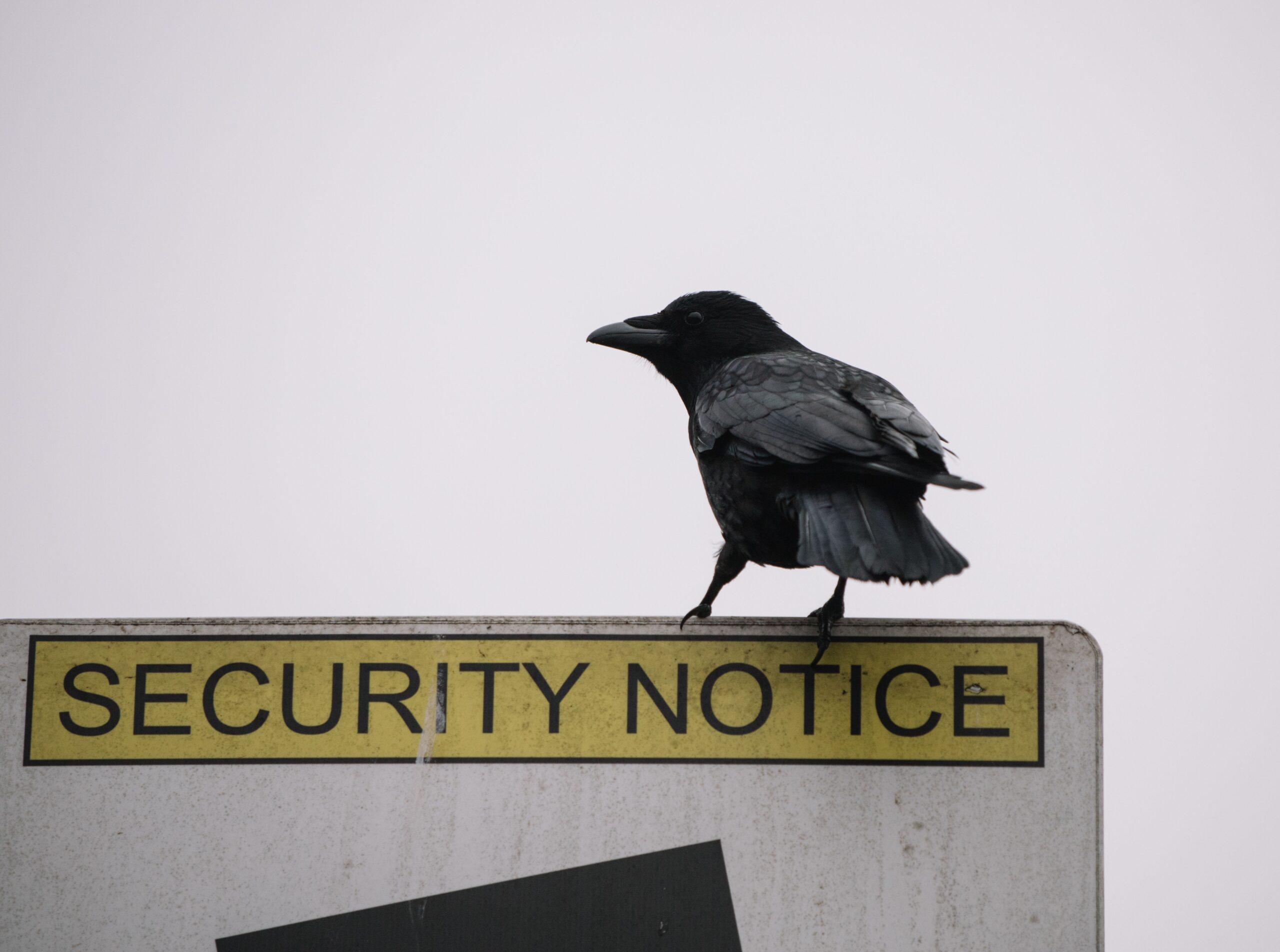 Crow perched on a notice board that says security notice